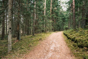 Fototapeta beautiful gravel road footpath in the spring forest