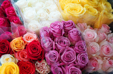 Fotomurales - bouquets of rose flowers with different color
