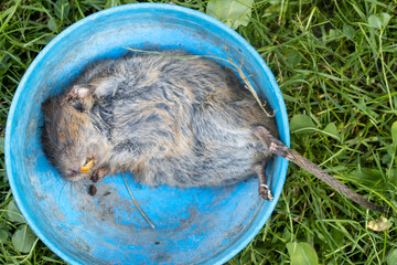 A vole caught by a cat in the summer garden.