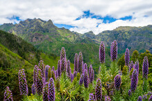 Blue-violet Splendor High In The Mountains Of Madeira