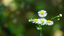 Macro Of Tiny Annual Fleabane White Flowers Or Erigeron Annuus (Daisy Or Eastern Daisy Fleabane) On Dark Blurred Background. Selective Close-up With Copy Space