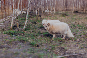 Poster - Arctic foxes play in the spring in the reserve