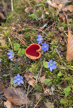 Orange Peel Fungus, Sarcoscypha Mushroom In The Green Moss, In Shape Of A Heart Grown. Liverwort Flowers