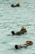 Sea Otters, seen while sailing from Valdez, Alaska