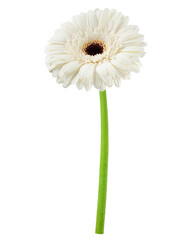 Poster - Gerbera, daisy flower, isolated on white background, clipping path, full depth of field