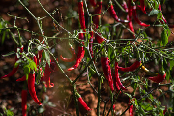 Organic red chili growing on a local farm field in Shan state, Myanmar