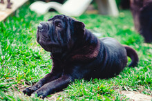 Black Dog Puppy On The Grass