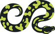Top View of Ball Python Simple Flat Design