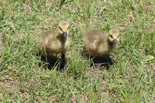 Canada Goslings Walking On Grass