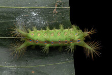 Close Up Of Beautiful Green Stinging Nettle Slug Caterpillar On Green Leaves