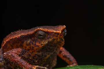 Wall Mural - Macro closeup image of Sticky Frog (Kalophrynus meizon) Sabah, Borneo