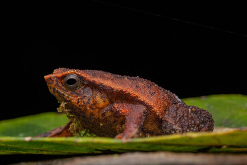 Wall Mural - Macro closeup image of Sticky Frog (Kalophrynus meizon) Sabah, Borneo