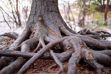 The base of a large oak tree trunk with intertwining exposed roots expanding vertically above the ground and textured bark. There are vibrant green ferns and other small trees in the background. 