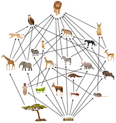 african animal food web on white background