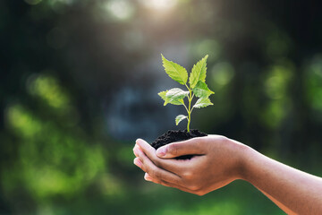 Wall Mural - hand holding young plant with sunlight on green nature background. concept eco earth day