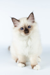 Sacred Birman kitten on a light background, birma