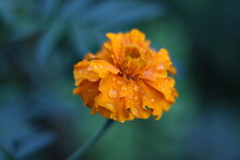 Orange Flower With Dew Drops