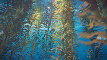 Kelp Forest, Giant Brown Algae Seaweed