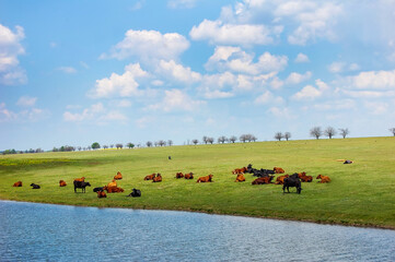 Wall Mural - cows at green field near lake