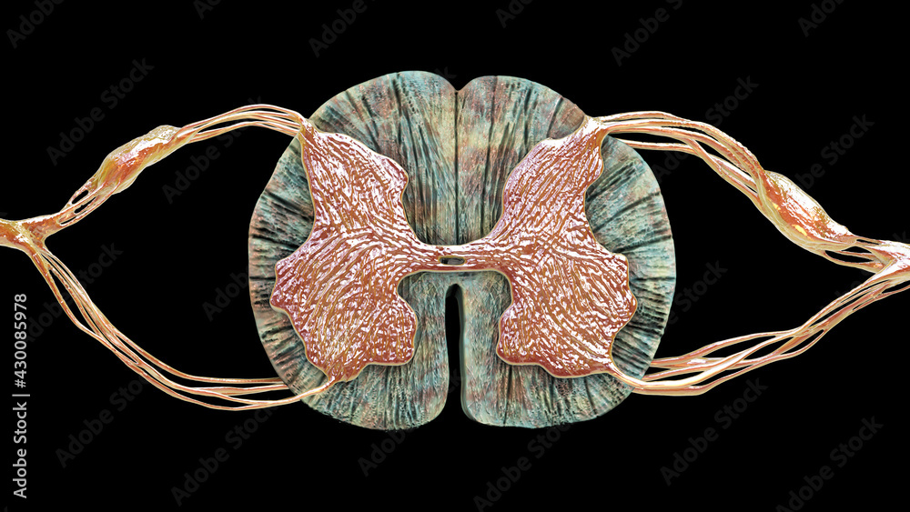 Spinal cord, cross-section, 3D illustration showing anatomy of the ...