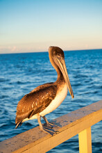 Pelican Standing On A Wood Railing Along The Pier