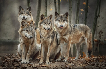  A pack of four wolves (Canis lupus) in the leaves