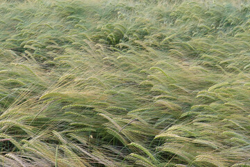 Top of wheat growing in a farmer's field in rural Germany on a spring day.