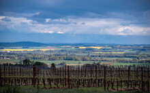 Spring Mustard Fields In The Distance Are Highlighted By Sun In This View Of A Vineyard On An Oregon Hilltop