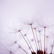 © Ismael - beautiful dandelion seed in springtime