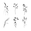 © DOROTHEA - Set of silhouettes of plants. Wildflowers clipart on white.  Botanical clipart. Silhouettes of wildflowers