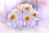 Fototapeta Kwiaty - Biały mak