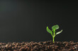 Green seedling growing on the ground in the rain