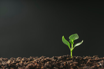 green seedling growing on the ground in the rain