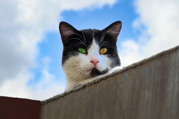 A black cat with a white snout against the cloud sky. With eyes of different colors. Sunny autumn day. Front view.