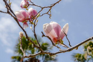 Wall Mural - magnolia tree blossom