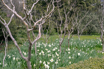 Wall Mural - garden trees and field of narcissus flowers in spring