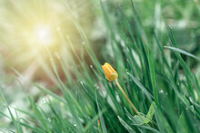 Dew Drops On Fresh Green Grass And Yellow Flower Spring Natural Green Background