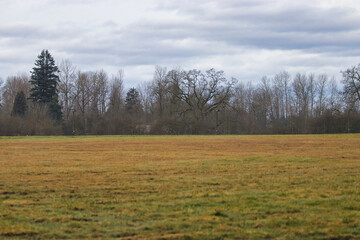 distant treeline full of bare trees in late winter