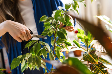 Young woman florist taking care of pot plants