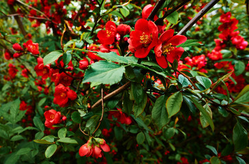 Red flowers on green bush