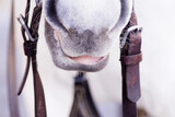 Fototapeta Konie - White horse used to pull a tourist cart