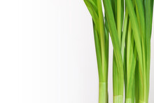 Green Fresh Daffodil Stems And Leaves On White Background. Vertical Plant Leaves. Light Green Growing Herb. Place For Your Text Here. Blank For Business Card Or Banner.