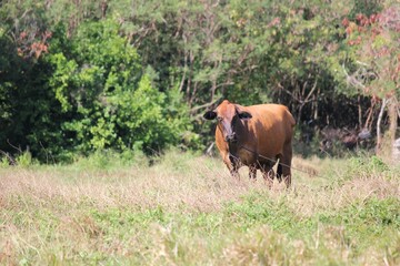 A brown cow pauses from grazing at a grassy area in a farm