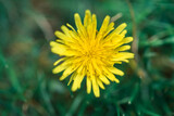 Fototapeta Dmuchawce - pojedynczy kwiat mniszka lekarskiego na zielonym tle traw