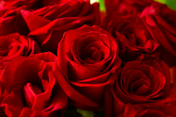 red roses background