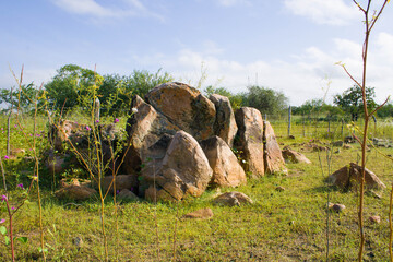 rocks in the forest