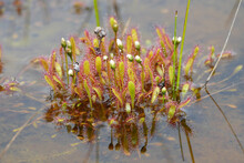 Sundew, Beautiful Long Leaved (Drosera Anglica) Carnivorous Plant With White Flowers Found In Bog, Alaska, United States