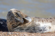 Headache. Funny animal meme image. Wild seal covering its eyes.