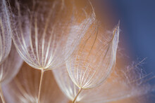 Abstract Dandelion Flower Background. Seed Macro Closeup. Soft Focus. Vintage Style