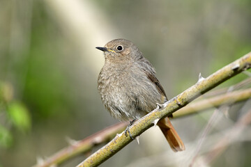 Wall Mural - Black redstart - female // Hausrotschwanz - Weibchen (Phoenicurus ochruros)